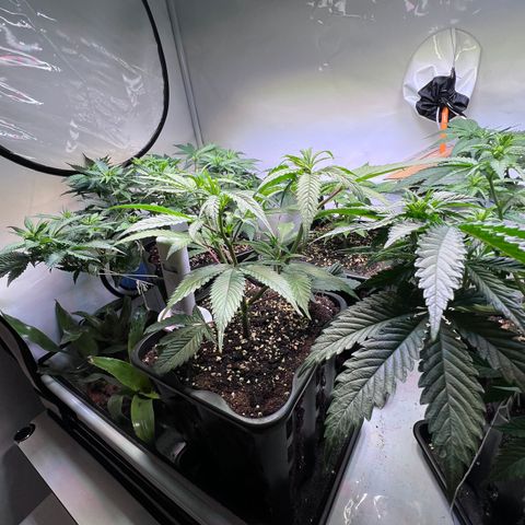 S.N.B  #1 growlog timeline photo