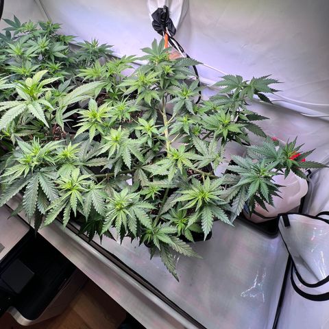 S.N.B  #1 growlog timeline photo