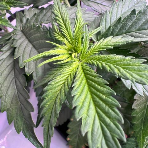 S.N.B  #1 growlog timeline photo