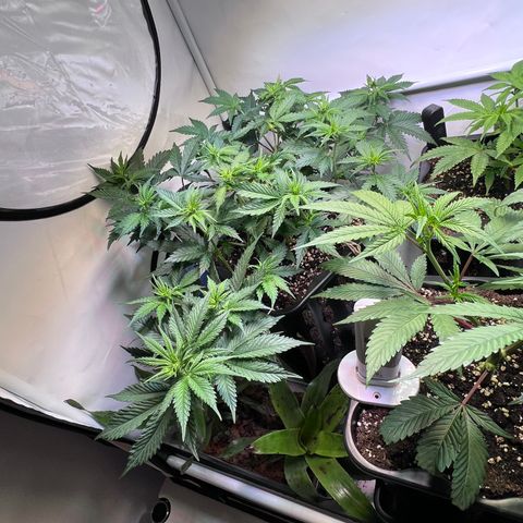 S.N.B  #1 growlog timeline photo