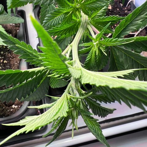 S.N.B  #1 growlog timeline photo