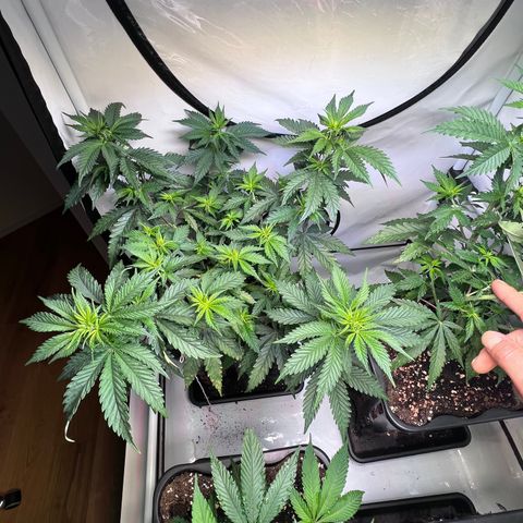 S.N.B  #1 growlog timeline photo