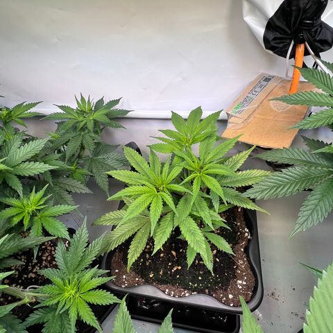 S.N.B  #1 growlog timeline photo