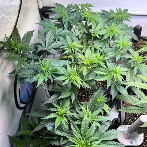 S.N.B  #1 growlog timeline photo