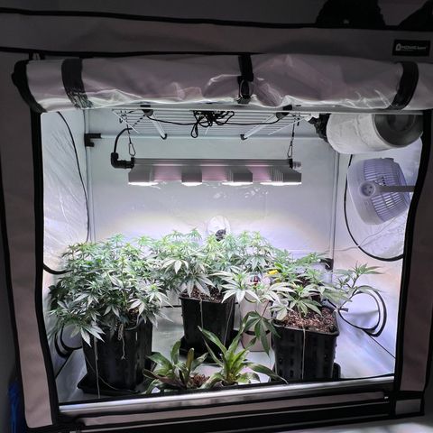 S.N.B  #1 growlog timeline photo