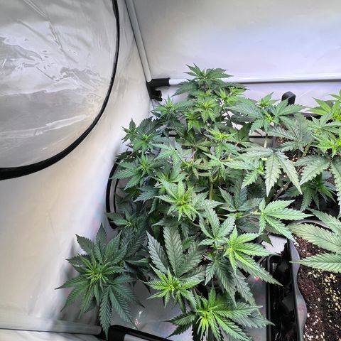 S.N.B  #1 growlog timeline photo