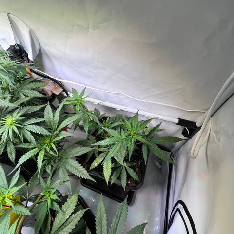 S.N.B  #1 growlog timeline photo