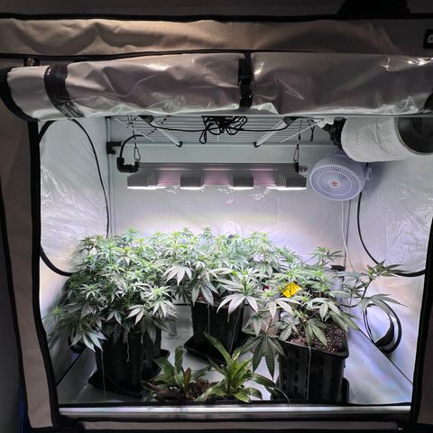 S.N.B  #1 growlog timeline photo