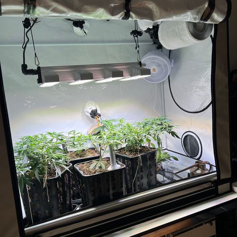 S.N.B  #1 growlog timeline photo