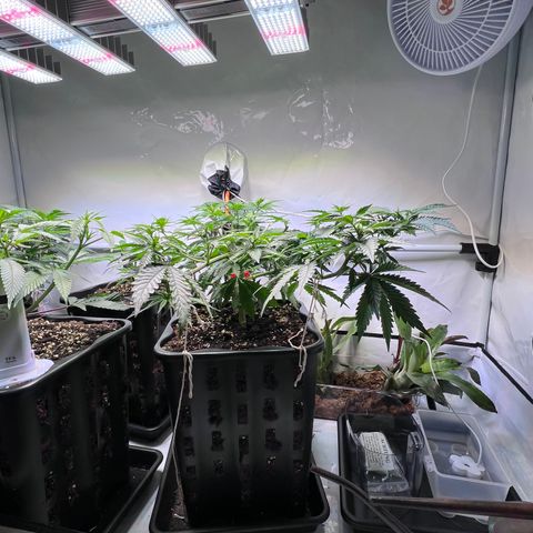 S.N.B  #1 growlog timeline photo