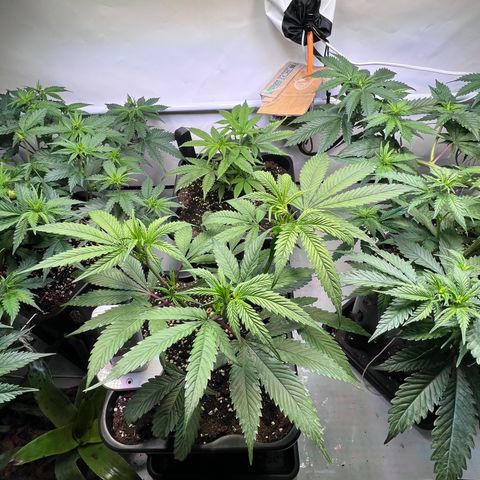 S.N.B  #1 growlog timeline photo