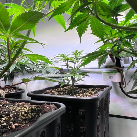 S.N.B  #1 growlog timeline photo