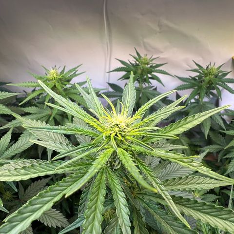 S.N.B  #1 growlog timeline photo