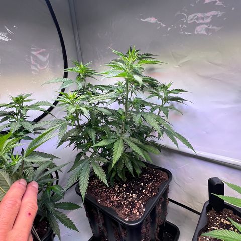 S.N.B  #1 growlog timeline photo