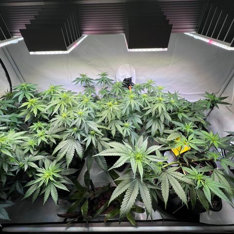 S.N.B  #1 growlog timeline photo