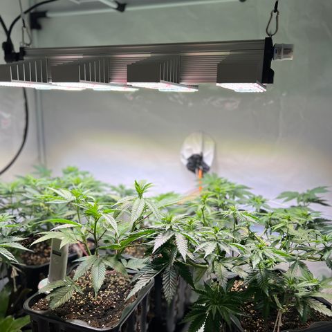 S.N.B  #1 growlog timeline photo