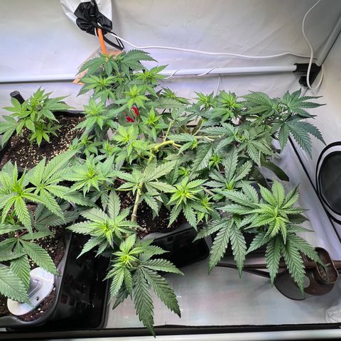 S.N.B  #1 growlog timeline photo