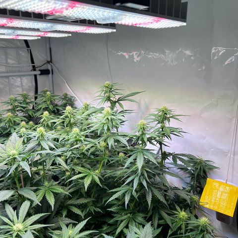S.N.B  #1 growlog timeline photo