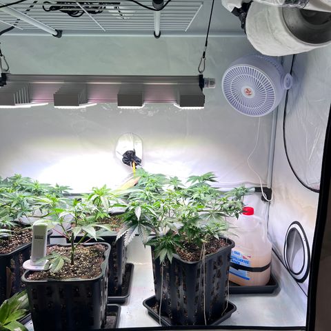 S.N.B  #1 growlog timeline photo