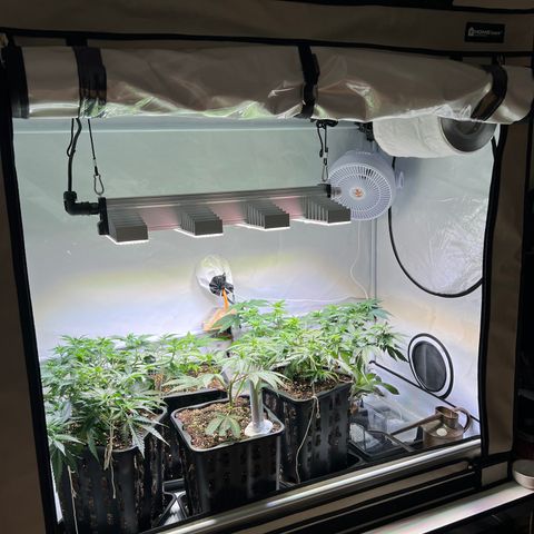 S.N.B  #1 growlog timeline photo