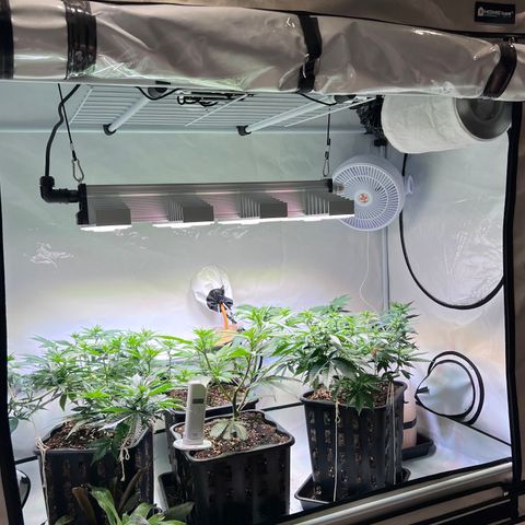 S.N.B  #1 growlog timeline photo
