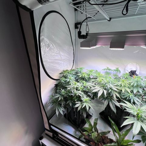 S.N.B  #1 growlog timeline photo
