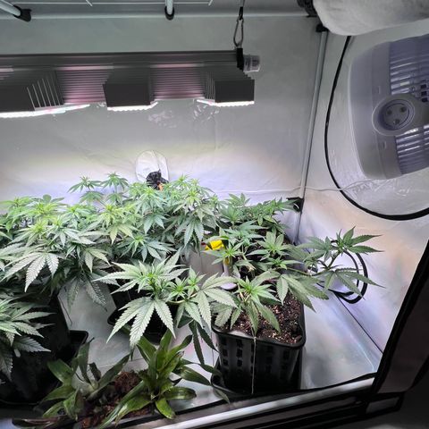 S.N.B  #1 growlog timeline photo