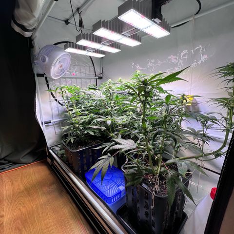 S.N.B  #1 growlog photo: Perfekt Umgestellt!