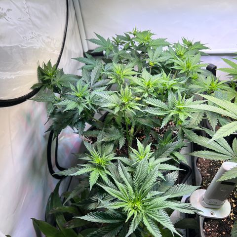 S.N.B  #1 growlog timeline photo