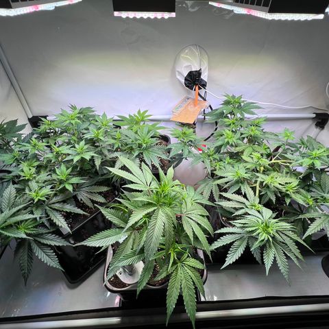 S.N.B  #1 growlog timeline photo