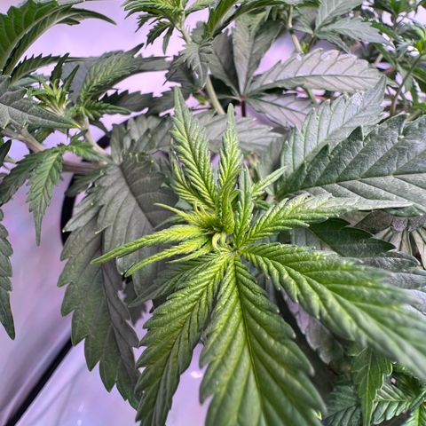 S.N.B  #1 growlog timeline photo