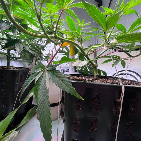 S.N.B  #1 growlog timeline photo