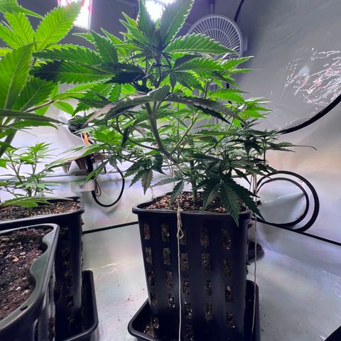 S.N.B  #1 growlog timeline photo