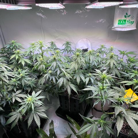 S.N.B  #1 growlog timeline photo