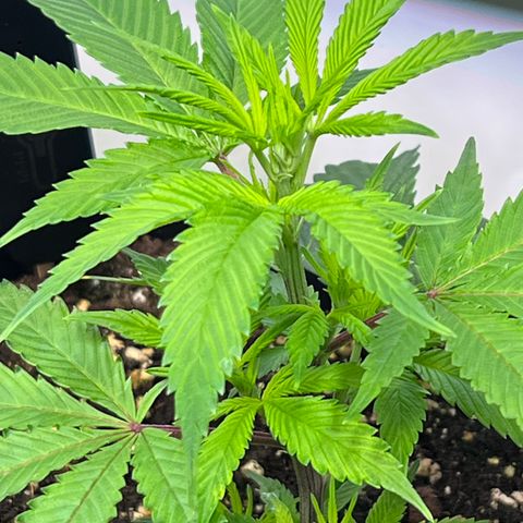 S.N.B  #1 growlog timeline photo
