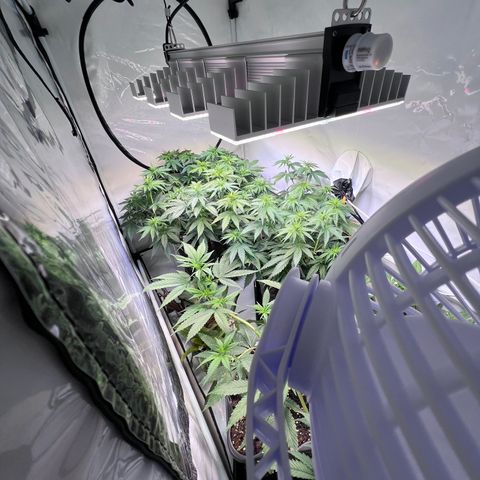 S.N.B  #1 growlog timeline photo