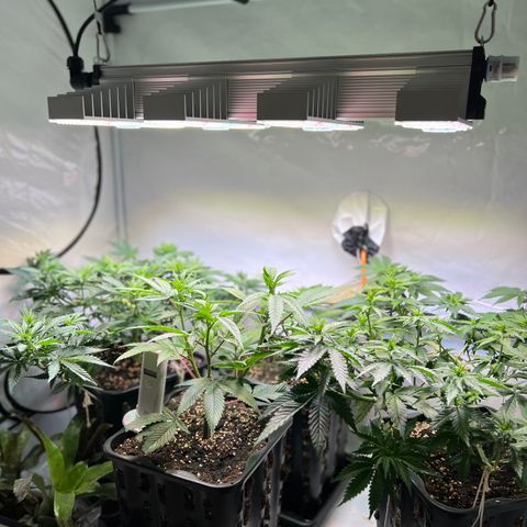 S.N.B  #1 growlog timeline photo