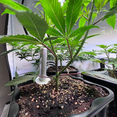 S.N.B  #1 growlog timeline photo
