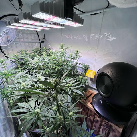 S.N.B  #1 growlog timeline photo
