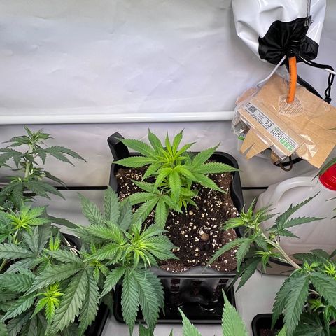 S.N.B  #1 growlog timeline photo