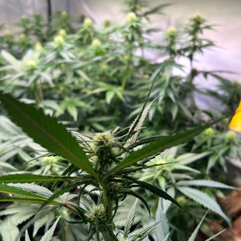 S.N.B  #1 growlog timeline photo