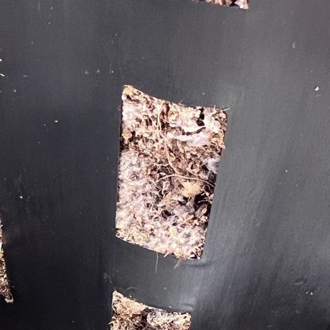 S.N.B  #1 growlog timeline photo