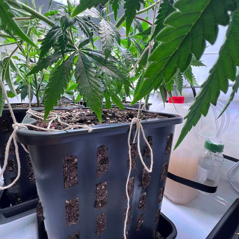 S.N.B  #1 growlog timeline photo