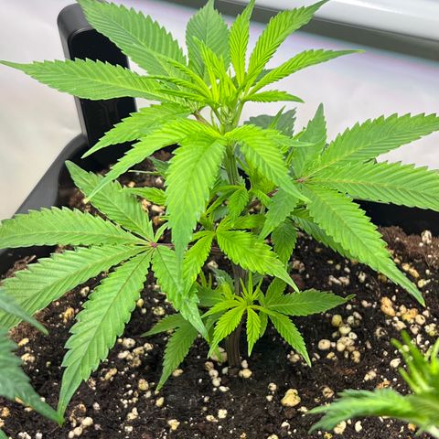 S.N.B  #1 growlog timeline photo