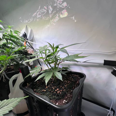 S.N.B  #1 growlog timeline photo
