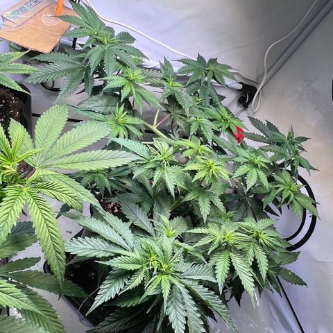 S.N.B  #1 growlog timeline photo