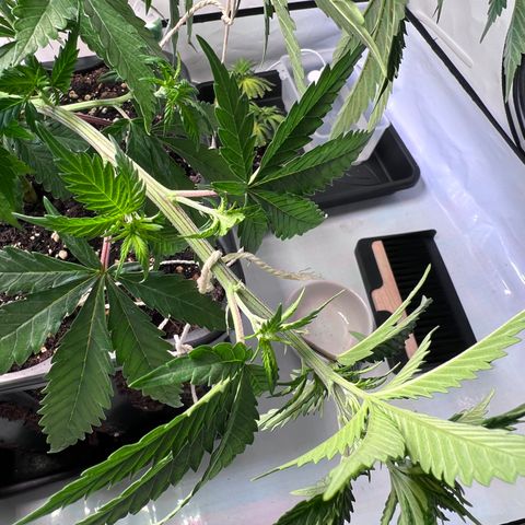 S.N.B  #1 growlog timeline photo