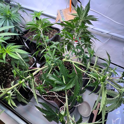 S.N.B  #1 growlog timeline photo