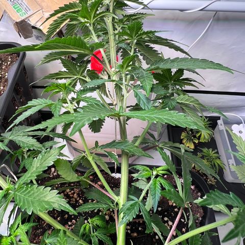 S.N.B  #1 growlog timeline photo