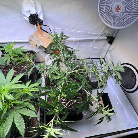 S.N.B  #1 growlog timeline photo